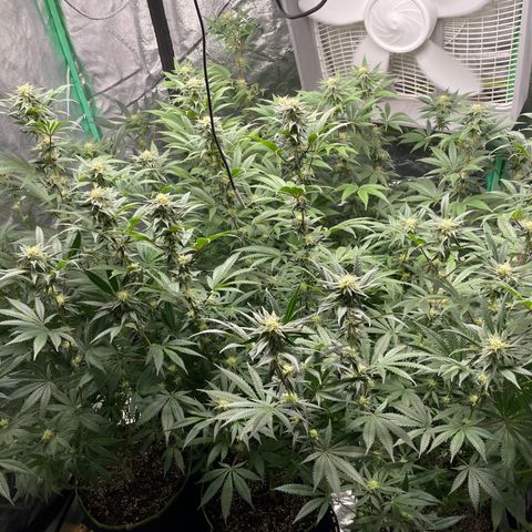 Stardawg round 1 growlog photo: Looking good full speed ahead!! 