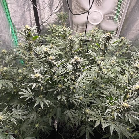 Stardawg round 1 growlog photo: Looking good full speed ahead!! 