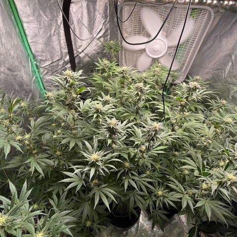 Stardawg round 1 growlog photo: Looking good full speed ahead!! 