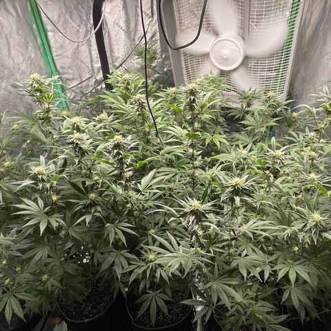 Stardawg round 1 growlog photo: Looking good full speed ahead!! 