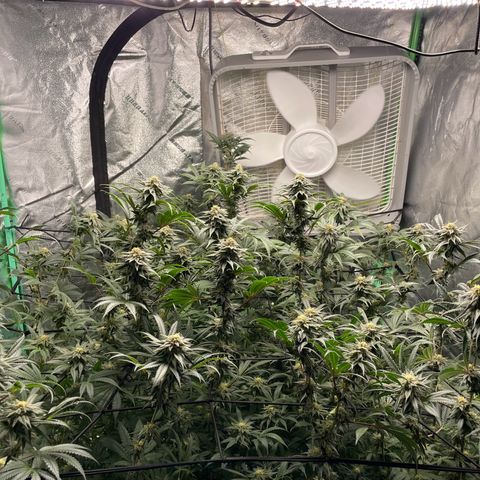Stardawg round 1 growlog photo: Bulking up nicely 
