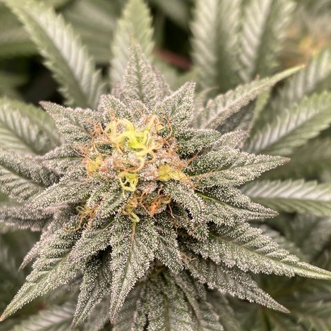 Stardawg round 1 growlog photo: Bulking up nicely 