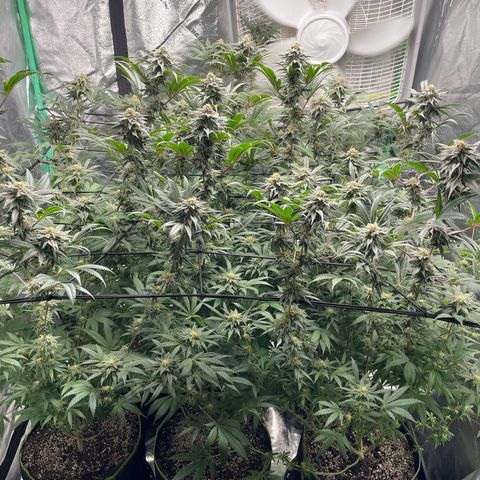 Stardawg round 1 growlog photo: The girls are looking beautiful, just a couple more weeks!!! 