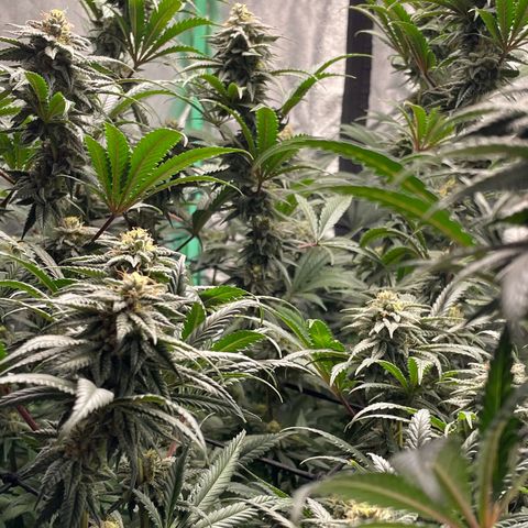 Stardawg round 1 growlog photo: The girls are looking beautiful, just a couple more weeks!!! 
