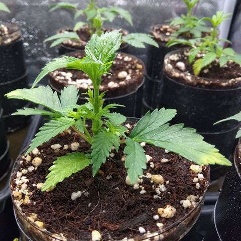 Gorilla 🦍 Glue growlog timeline photo