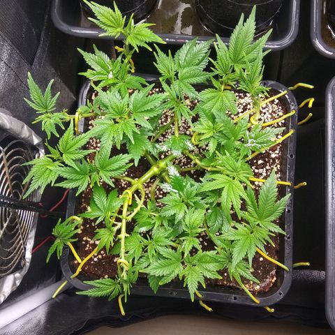 Jack Herer growlog timeline photo