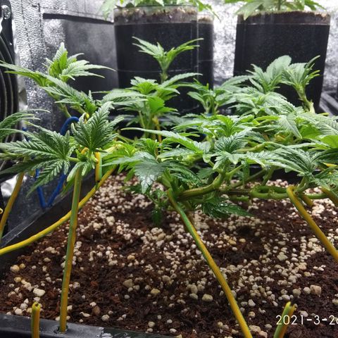 Jack Herer growlog timeline photo