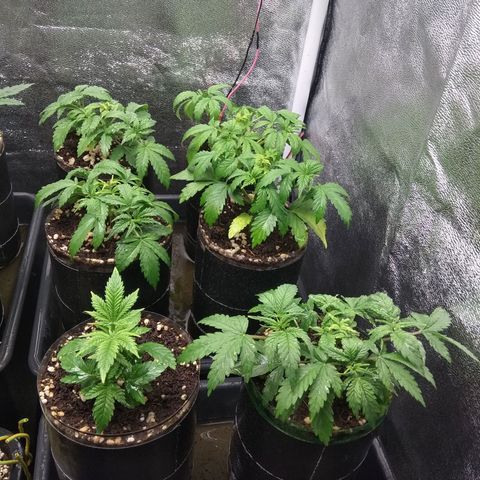 Gorilla 🦍 Glue growlog timeline photo