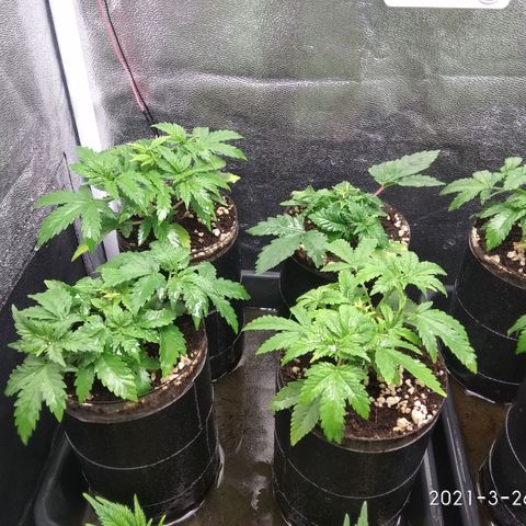 Gorilla 🦍 Glue growlog timeline photo