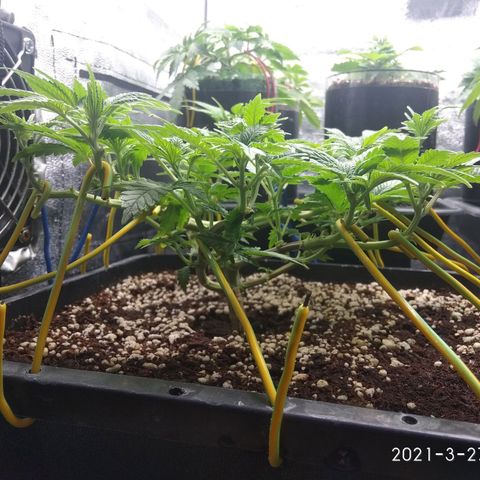 Jack Herer growlog timeline photo