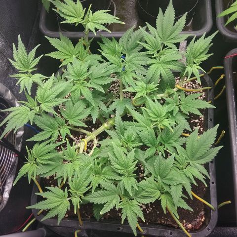 Jack Herer growlog timeline photo