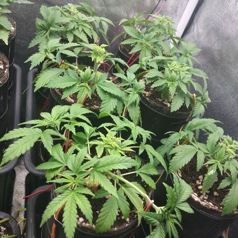 Gorilla 🦍 Glue growlog timeline photo