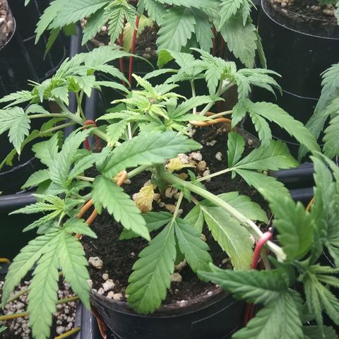 Gorilla 🦍 Glue growlog timeline photo