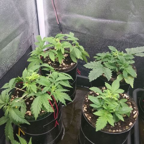 Gorilla 🦍 Glue growlog timeline photo