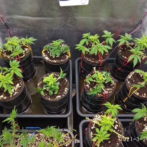 Gorilla 🦍 Glue growlog timeline photo