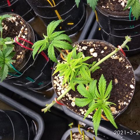 Gorilla 🦍 Glue growlog timeline photo