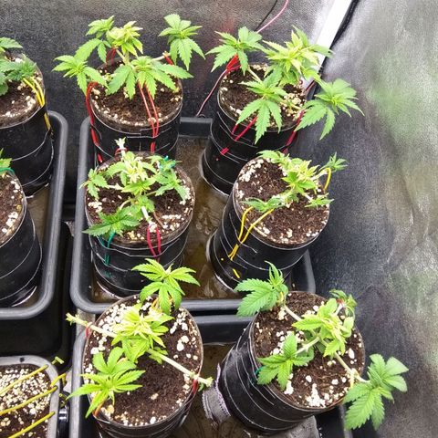 Gorilla 🦍 Glue growlog timeline photo