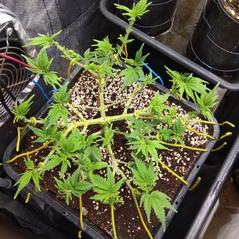 Jack Herer growlog timeline photo