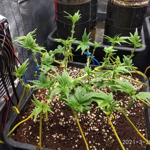Jack Herer growlog timeline photo