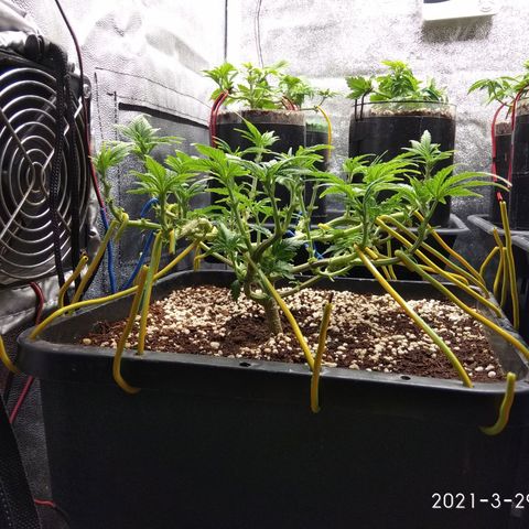 Jack Herer growlog timeline photo