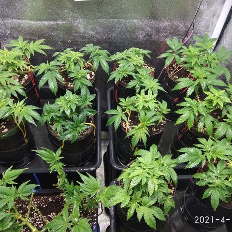Gorilla 🦍 Glue growlog timeline photo