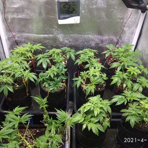 Gorilla 🦍 Glue growlog timeline photo