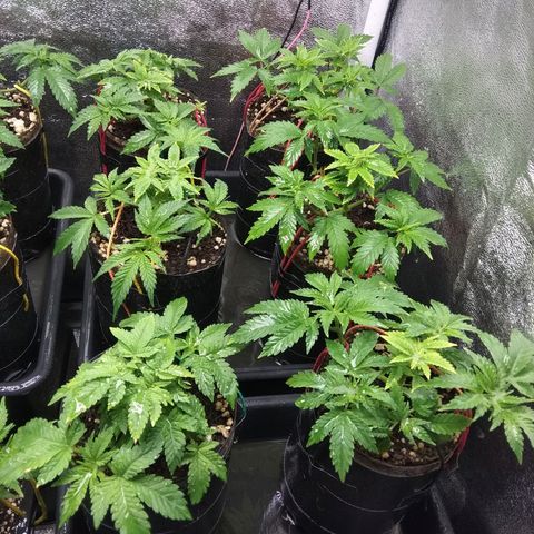 Gorilla 🦍 Glue growlog timeline photo