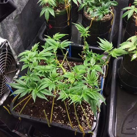 Jack Herer growlog timeline photo
