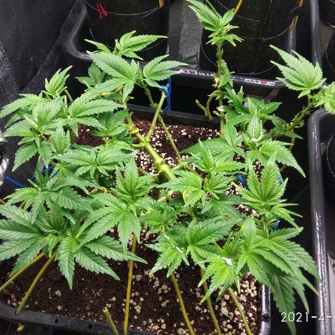 Jack Herer growlog timeline photo