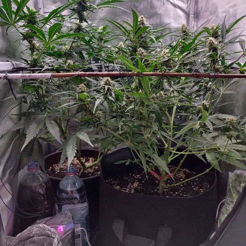 Nieznany szczep growlog timeline photo