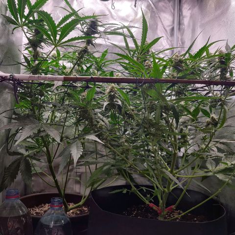 Nieznany szczep growlog timeline photo