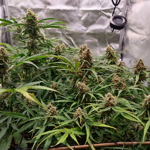 Nieznany szczep growlog timeline photo