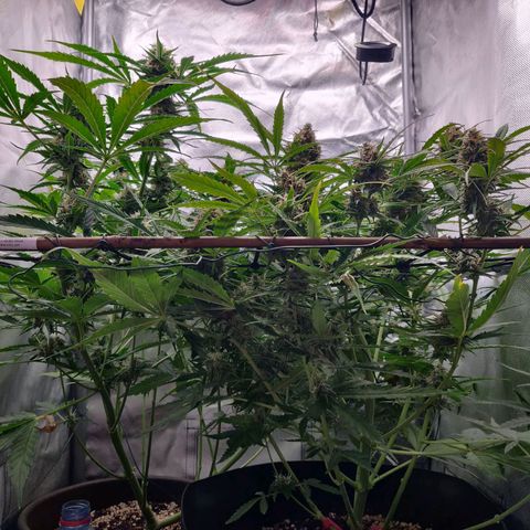 Nieznany szczep growlog timeline photo