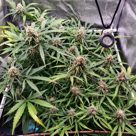 Nieznany szczep growlog timeline photo
