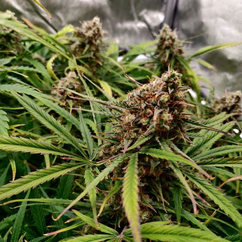 Nieznany szczep growlog timeline photo