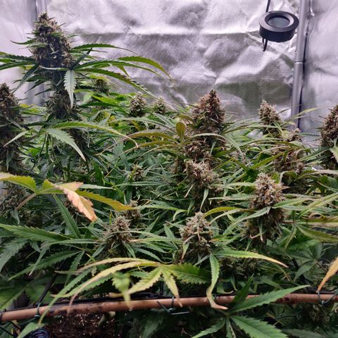 Nieznany szczep growlog timeline photo