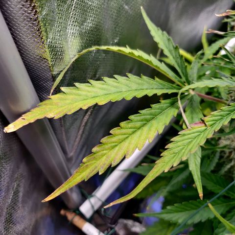 Nieznany szczep growlog timeline photo