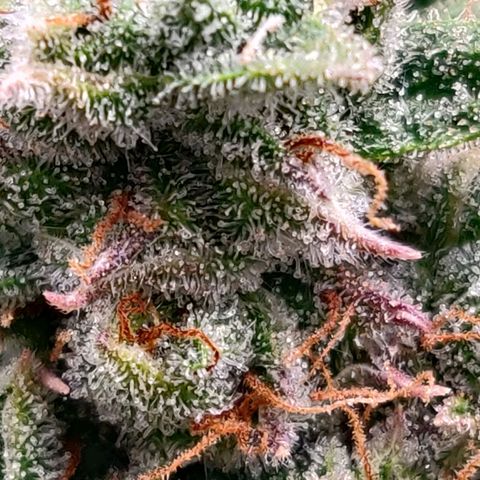 Nieznany szczep growlog timeline photo
