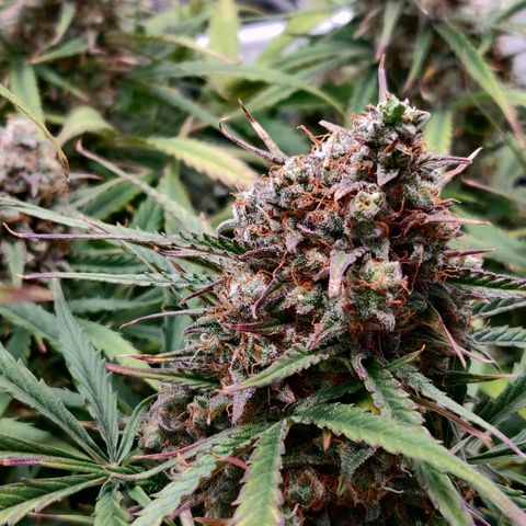 Nieznany szczep growlog timeline photo