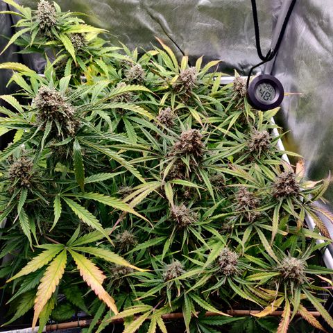 Nieznany szczep growlog timeline photo