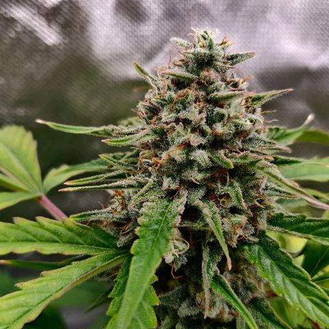 Nieznany szczep growlog timeline photo