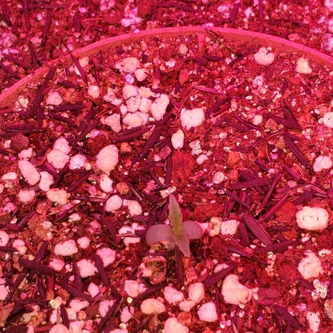 Auto Northern Lights growlog timeline photo