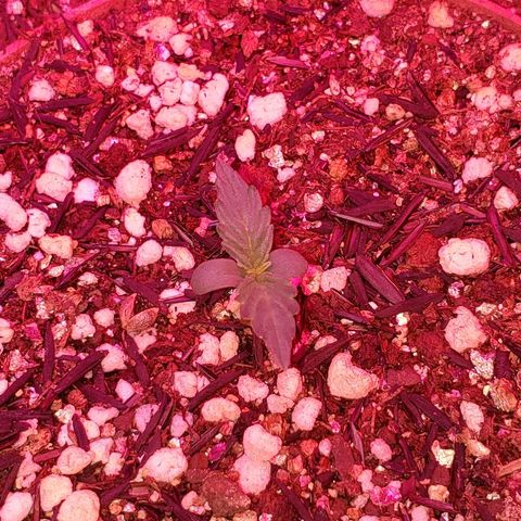 Auto Northern Lights growlog timeline photo