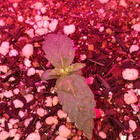 Auto Northern Lights growlog timeline photo