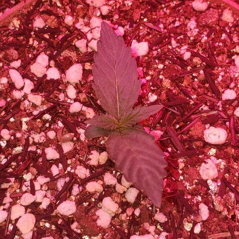 Auto Northern Lights growlog timeline photo