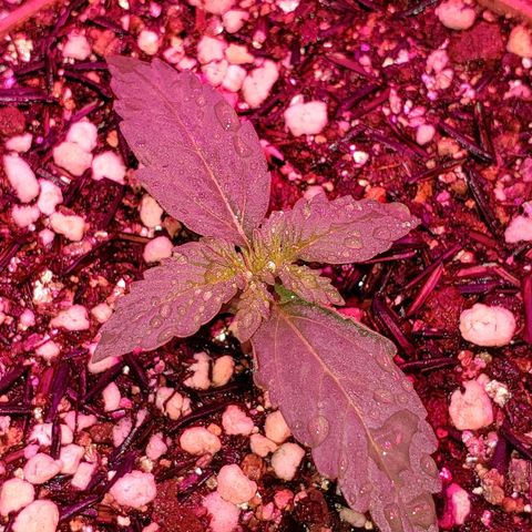 Auto Northern Lights growlog timeline photo