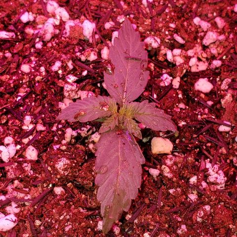 Auto Northern Lights growlog timeline photo