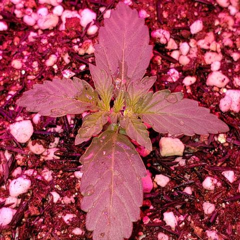 Auto Northern Lights growlog timeline photo