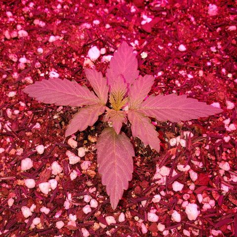 Auto Northern Lights growlog timeline photo