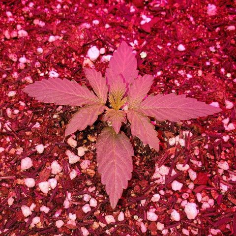 Auto Northern Lights growlog timeline photo